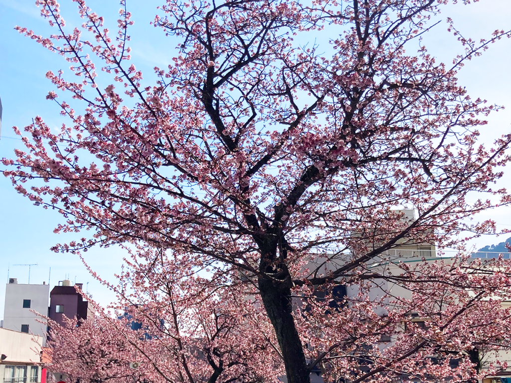 桜 Sakura