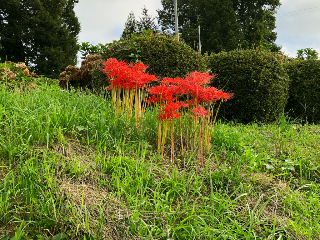 彼岸花